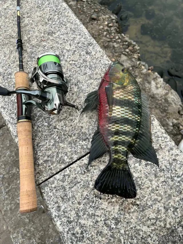吉利非鲫钓获 0.4kg