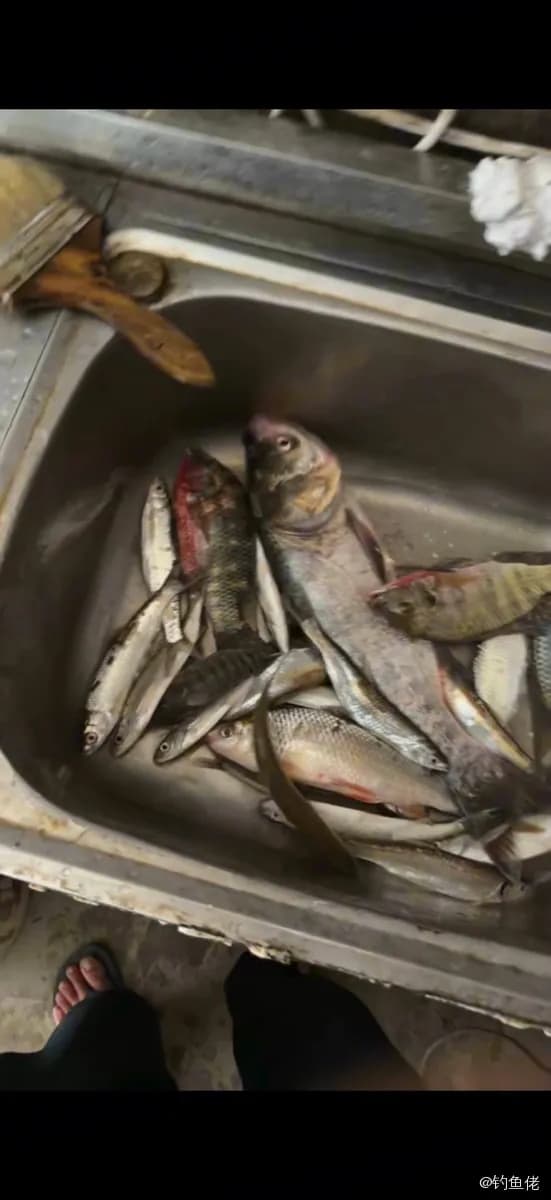 鲮鱼钓获 0.5kg