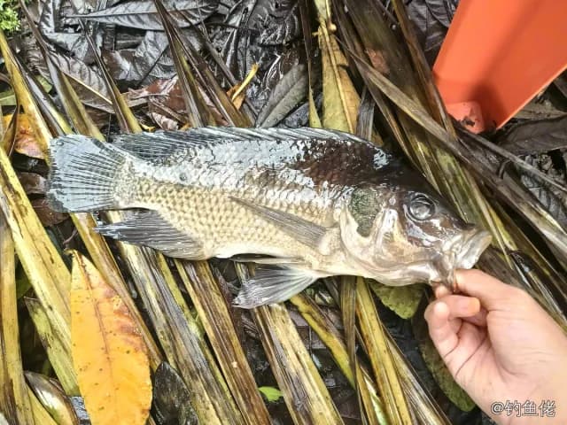 尼罗非鲫钓获 1kg