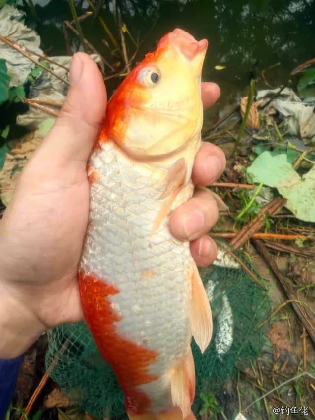 鲤鱼钓获 0.3kg