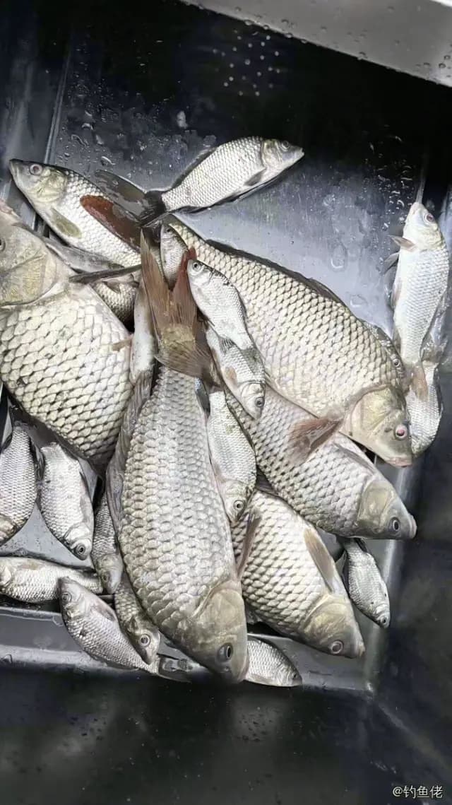 鲤鱼钓获 4kg
