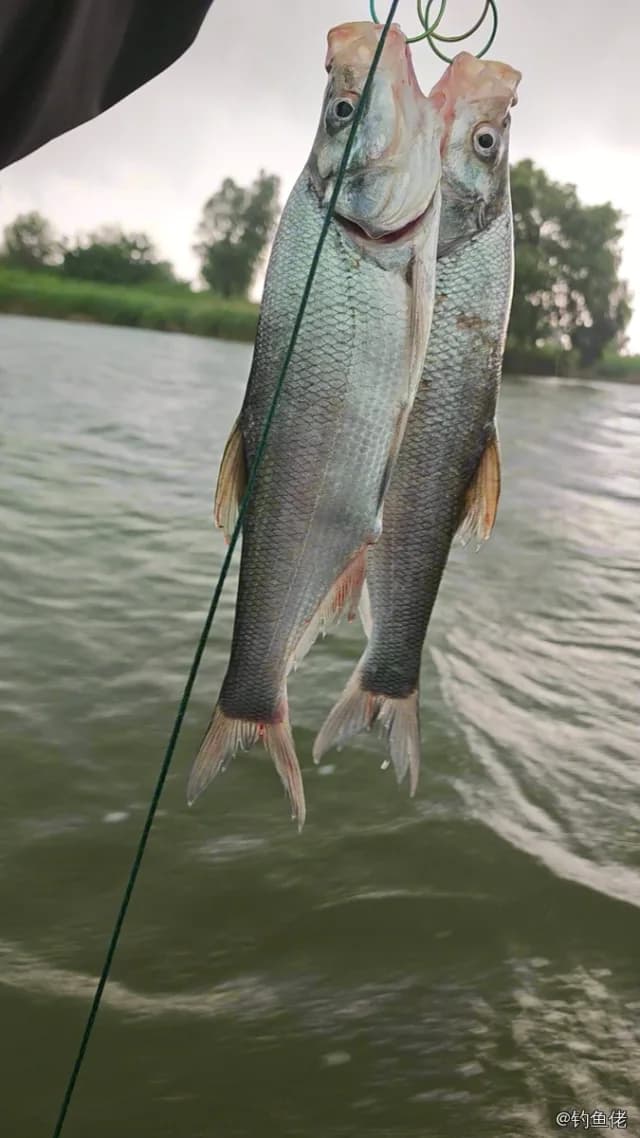 翘嘴鲌钓获 1kg