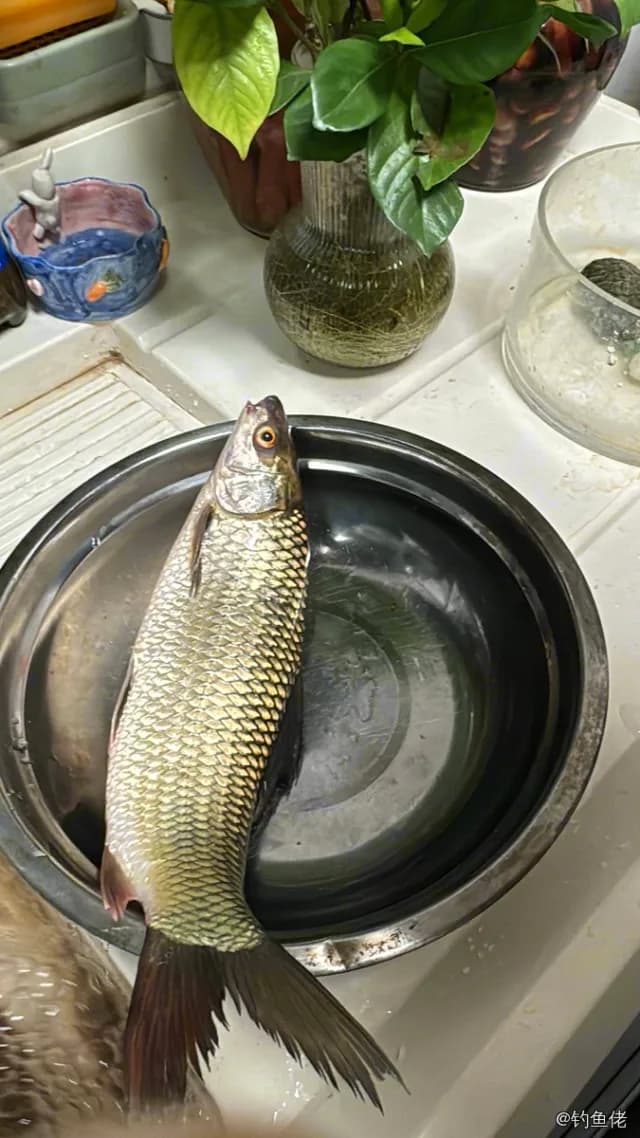 露斯塔野鲮钓获 4.5kg
