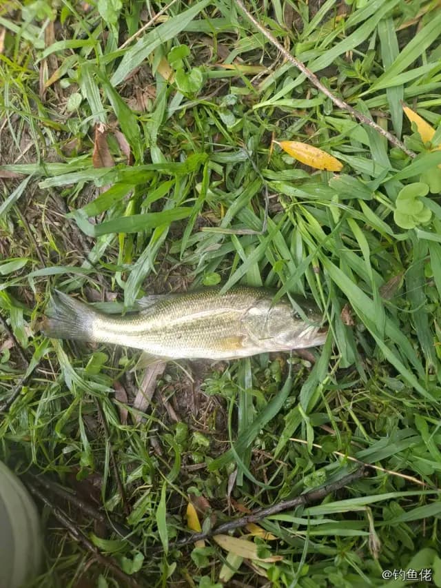 大口黑鲈钓获 1.4kg