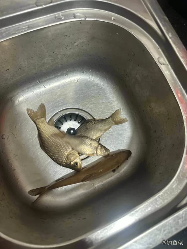 鲫鱼钓获 0.3kg