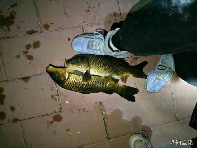 鲤鱼钓获 4kg