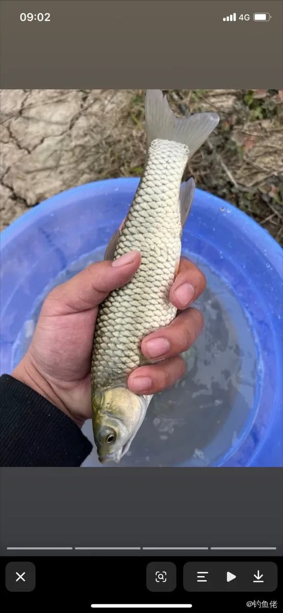 草鱼钓获 0.5kg