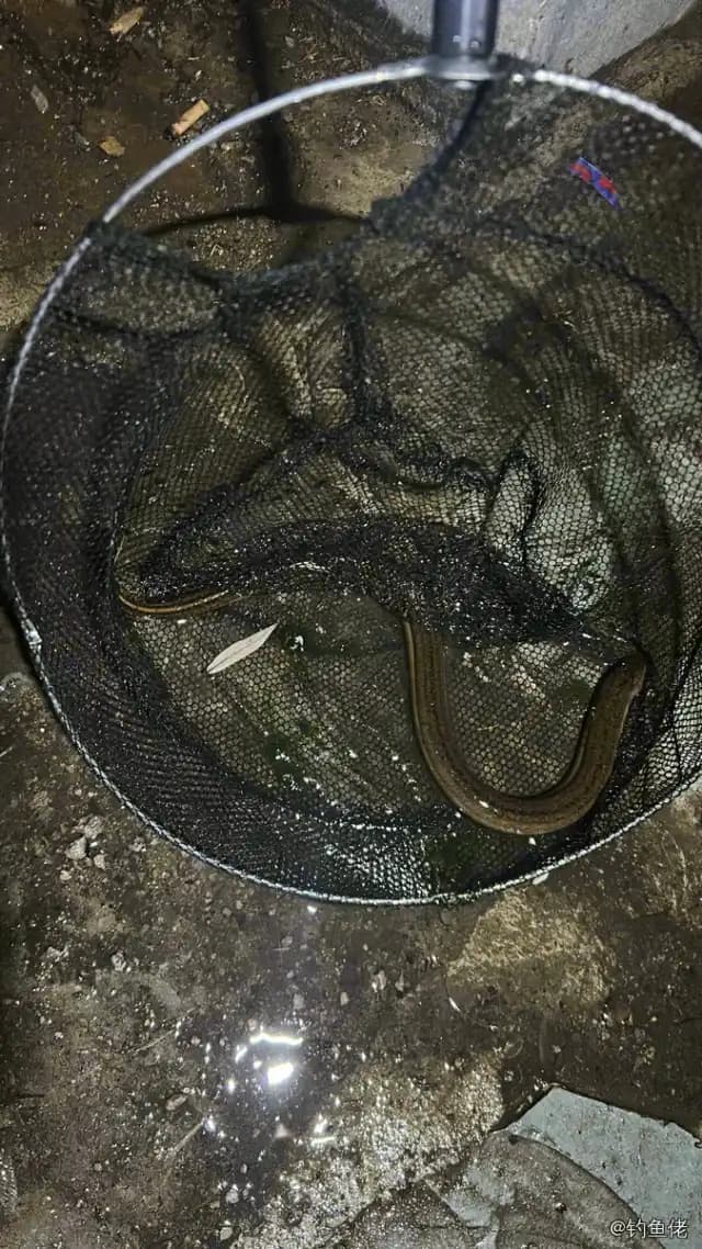 黄鳝钓获 0.7kg