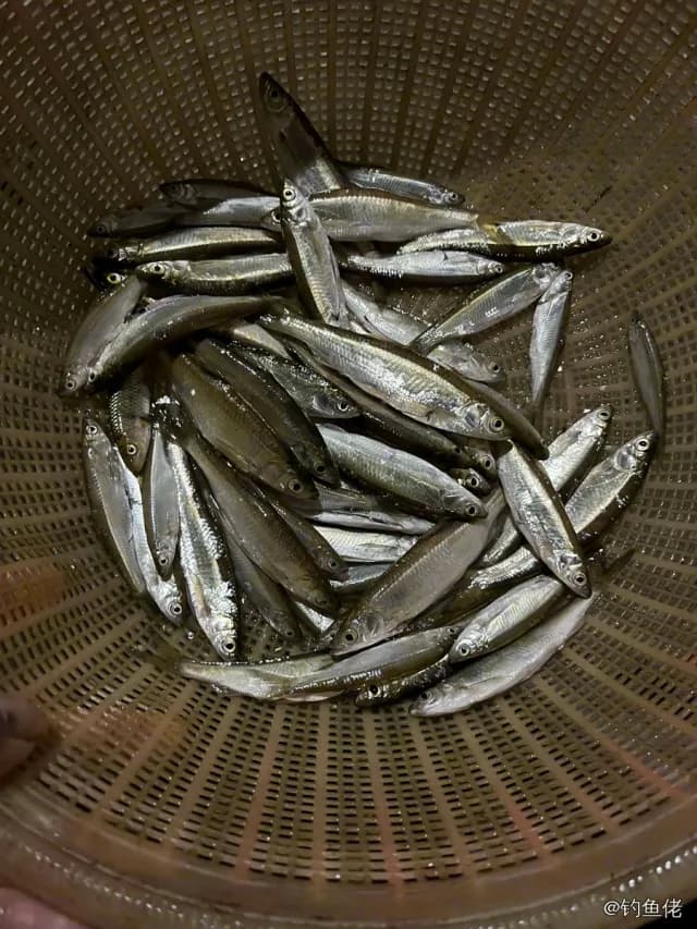日本鲭钓获 0.16kg
