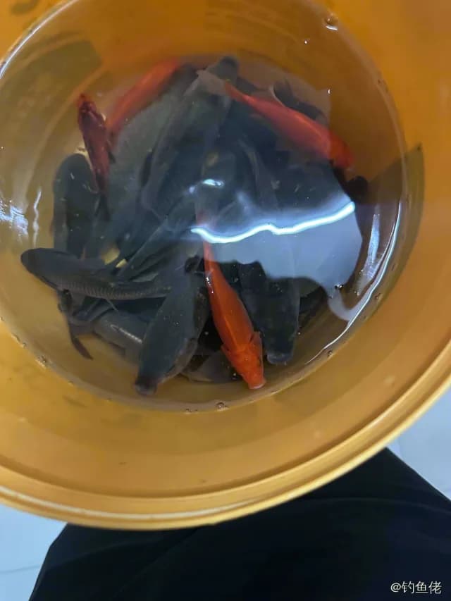 鲫鱼钓获 0.6kg