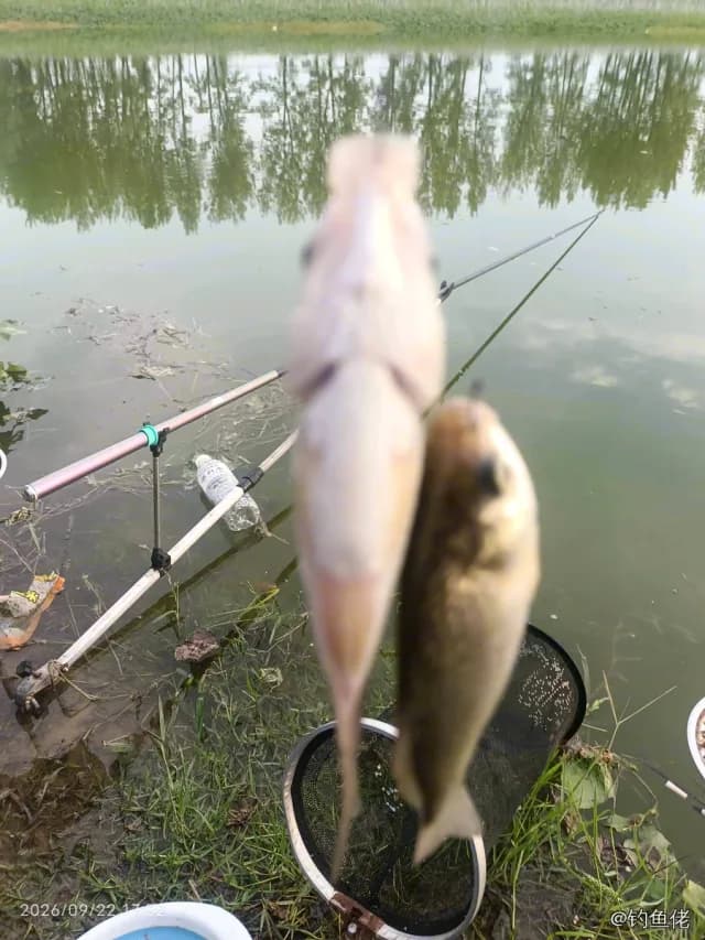 鲫鱼钓获 1.3kg