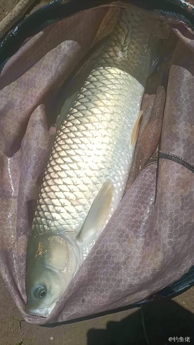 草鱼钓获 4.5kg
