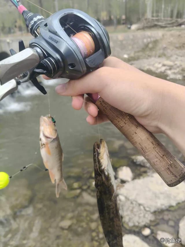 鲶鱼钓获 1.85kg