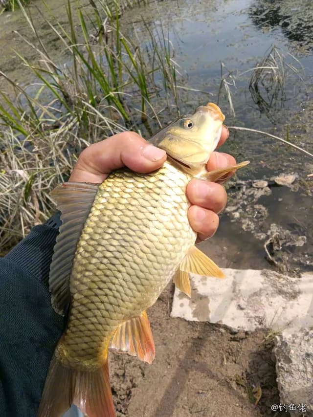 鲤鱼钓获 0.8kg