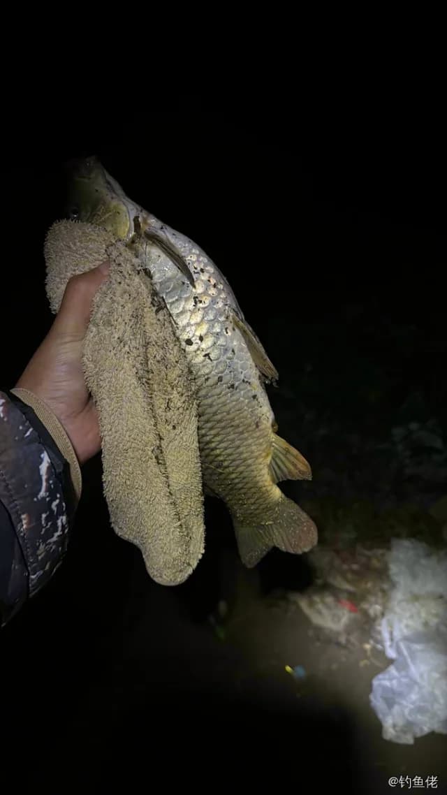 鲤鱼钓获 1.8kg