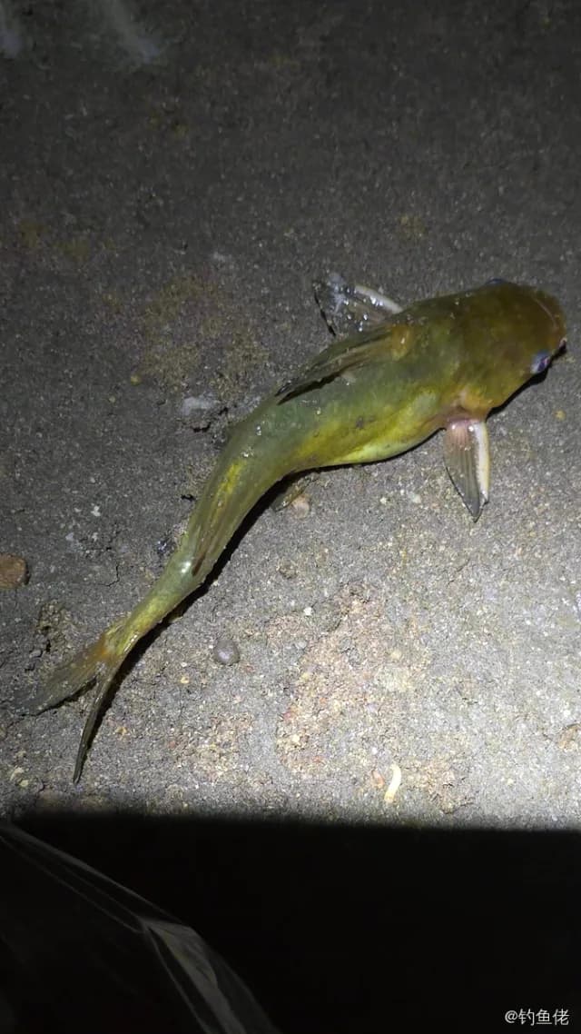 黄颡鱼钓获 0.03kg