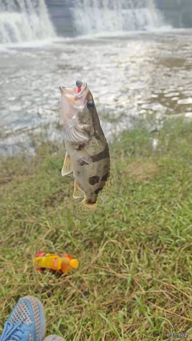 鳜鱼钓获 1kg