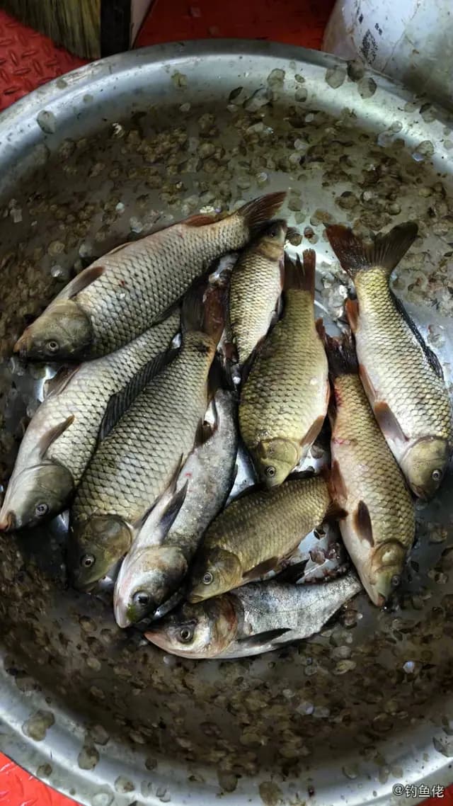 鲤鱼钓获 0.4kg
