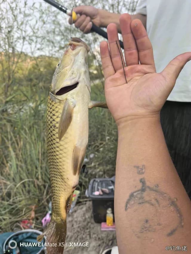 鲤鱼钓获 2kg