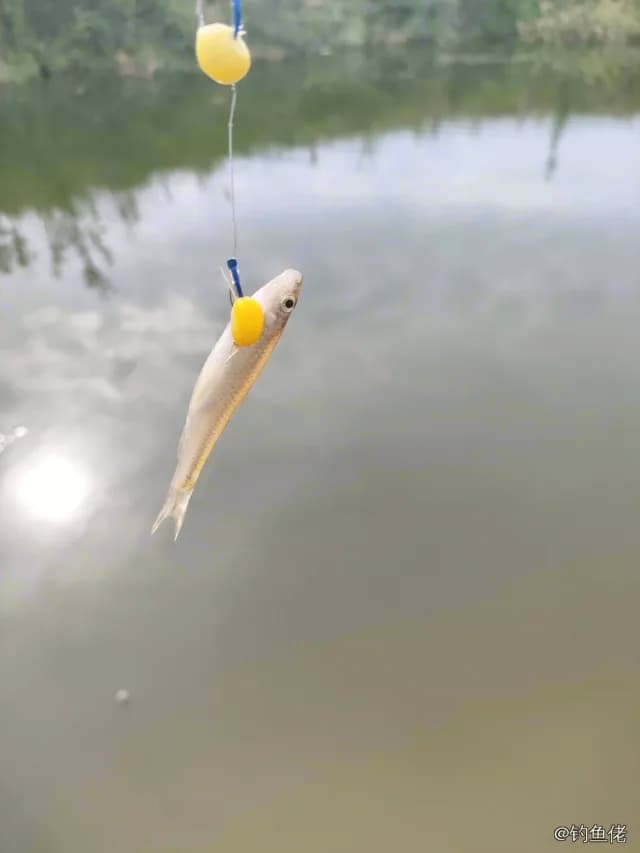 锦鲤钓获 4kg