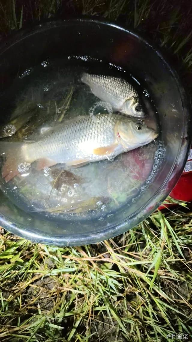 唇䱻钓获 1kg