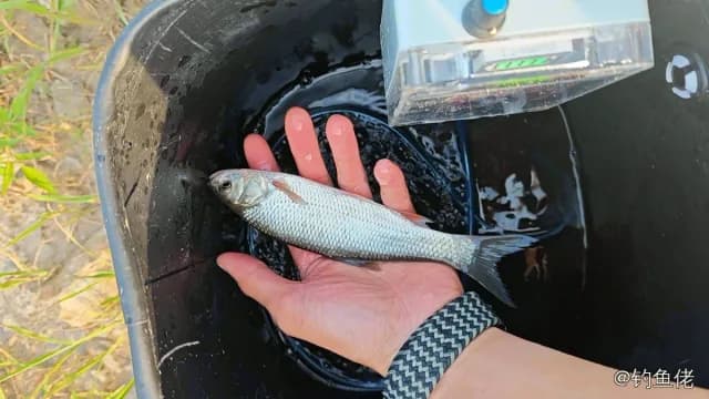 瓦氏雅罗鱼钓获 0.1kg