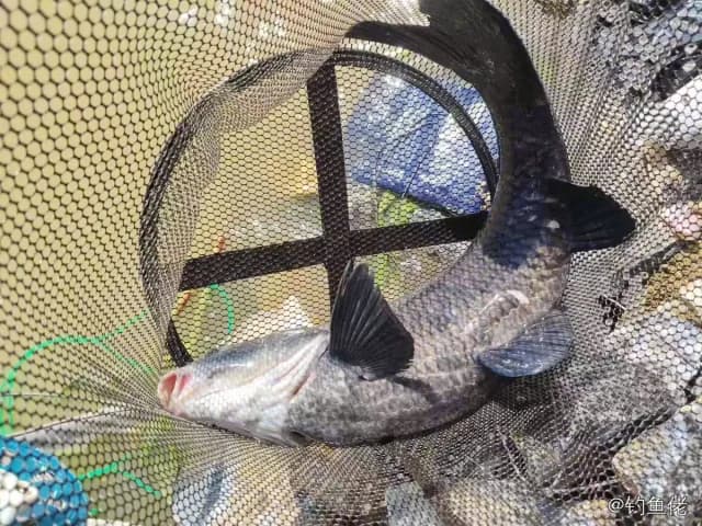 青鱼钓获 10kg