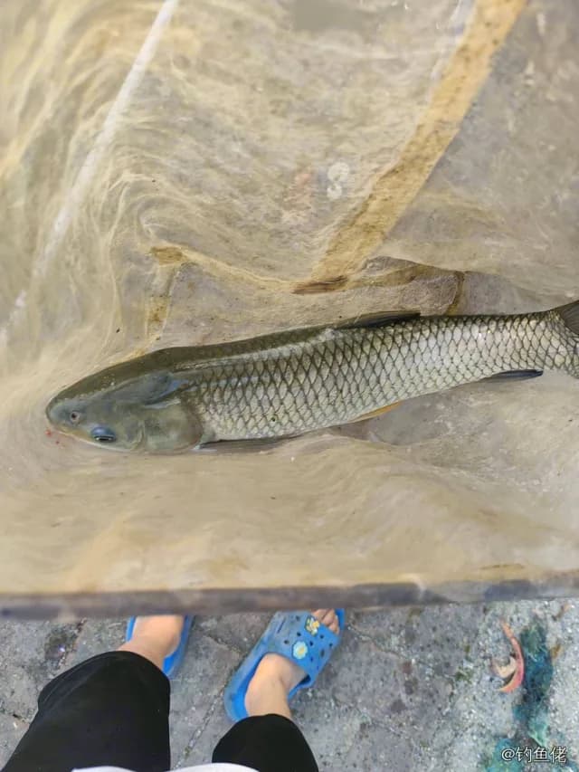 草鱼钓获 2.8kg