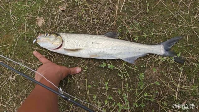 翘嘴鲌钓获 1.7kg
