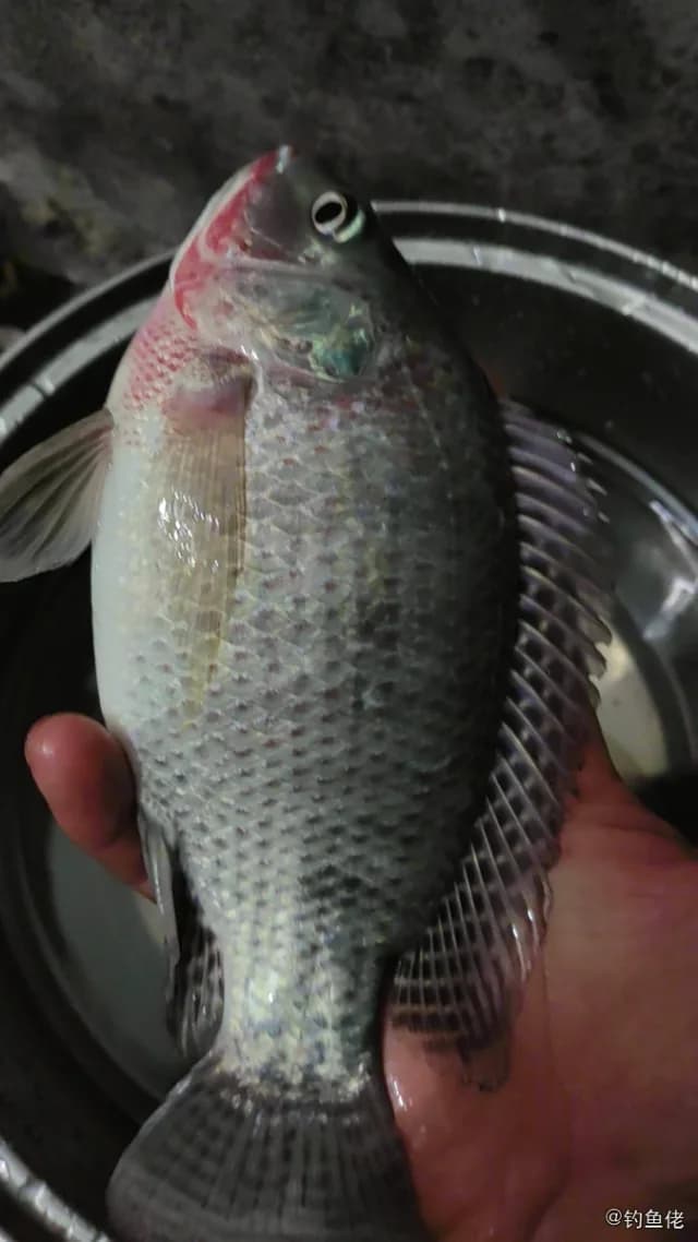 尼罗非鲫钓获 0.8kg