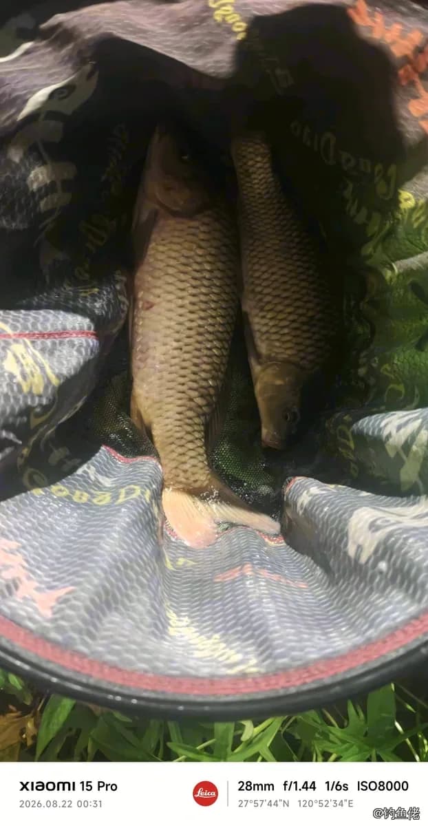鲤鱼钓获 2kg
