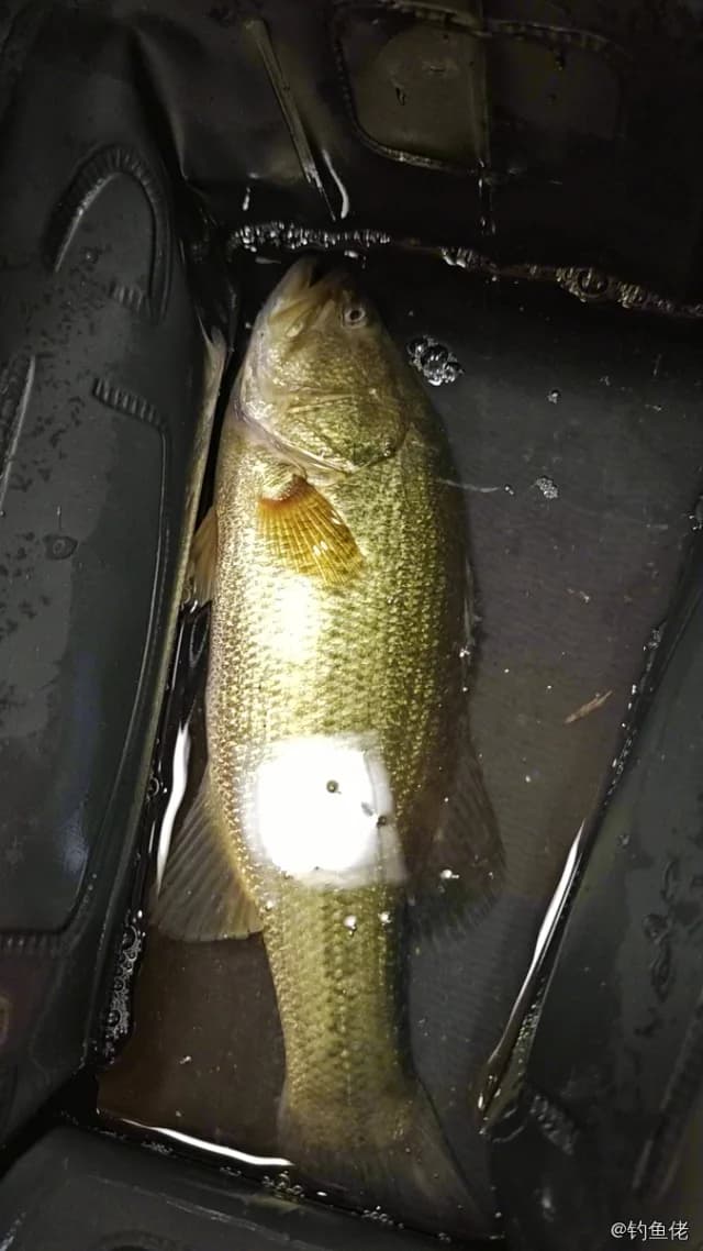 大口黑鲈钓获 1.01kg