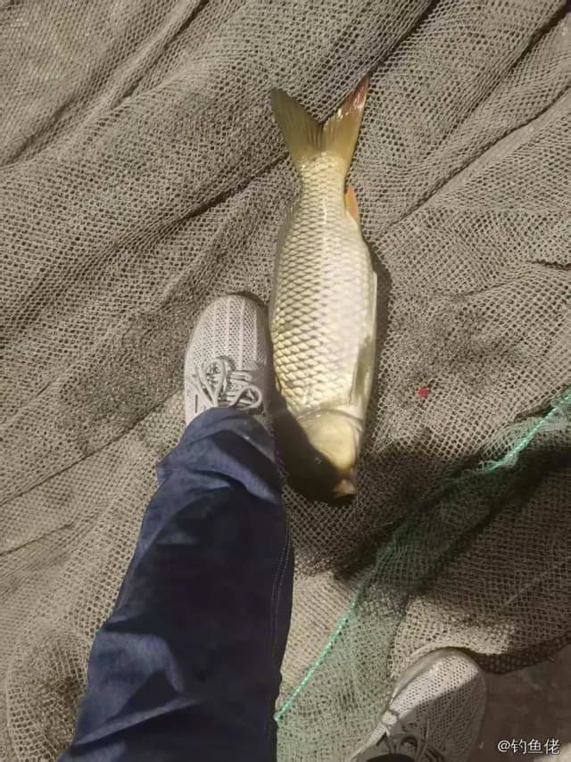 鲤鱼钓获 1.9kg