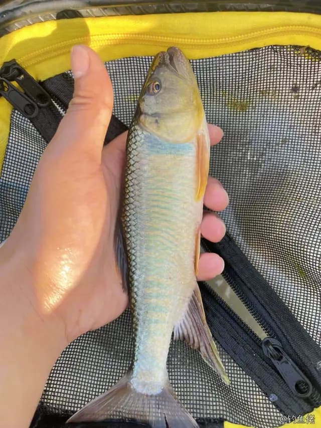 马口鱼钓获 0.01kg