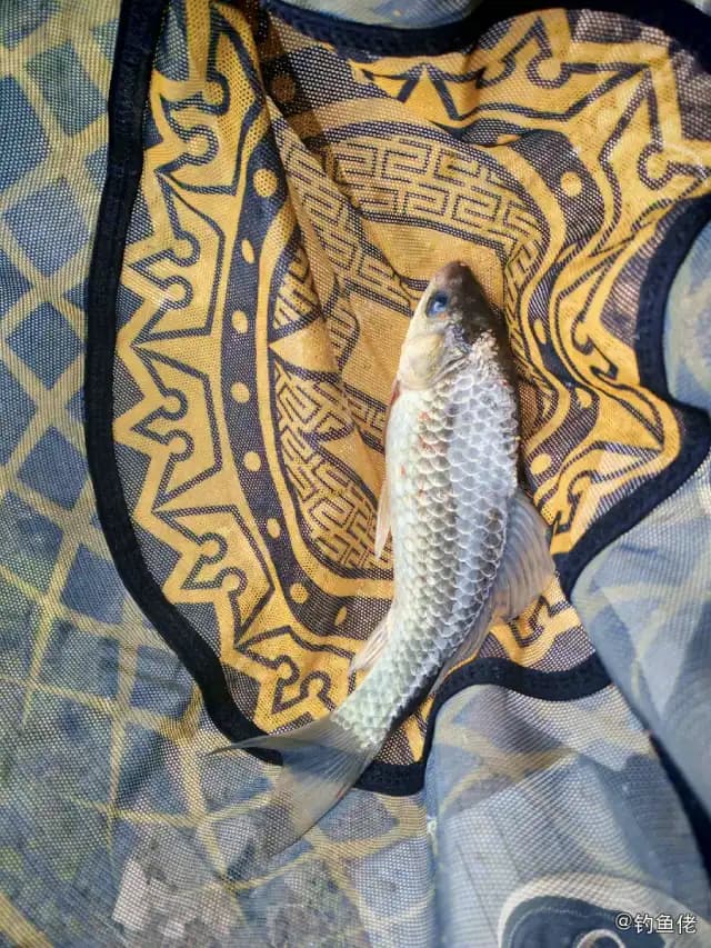 鲫鱼钓获 0.2kg