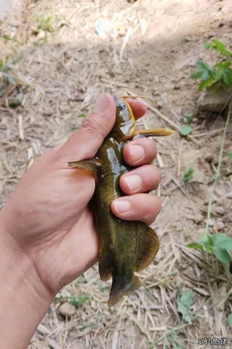 黄颡鱼钓获 0.5kg