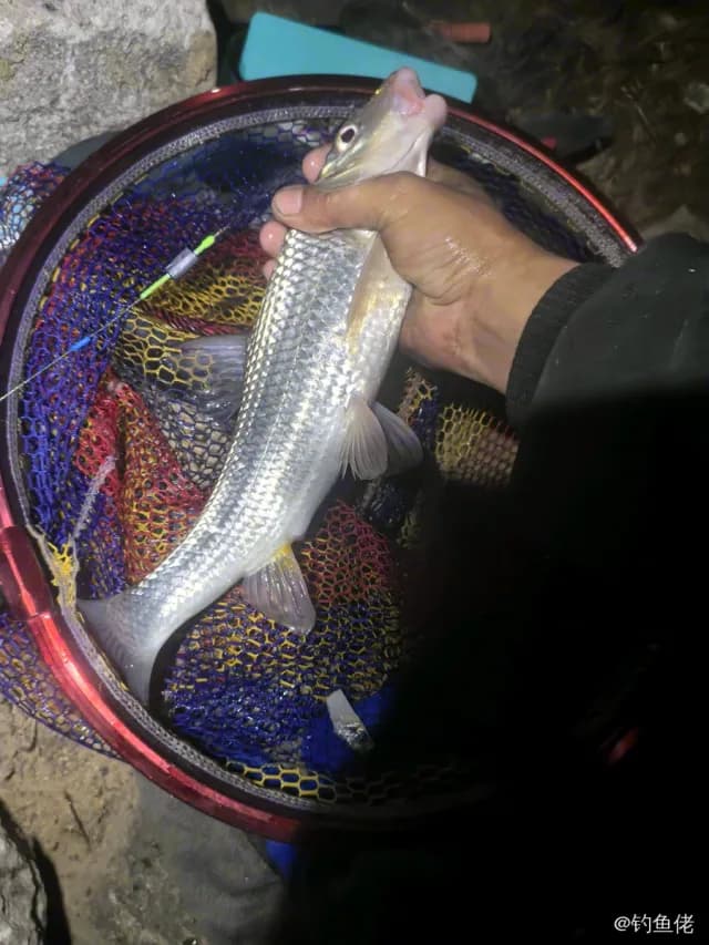 鲫鱼钓获 1.3kg
