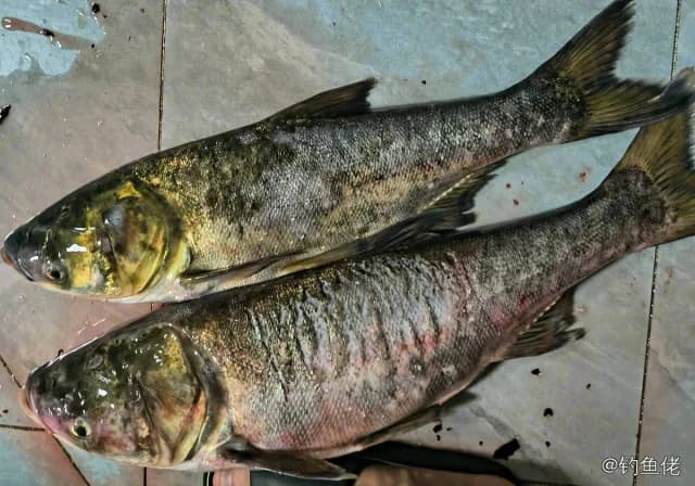 鳙鱼钓获 12kg
