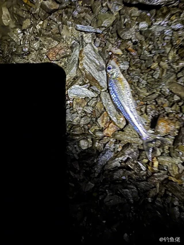 银鮈钓获 0.01kg