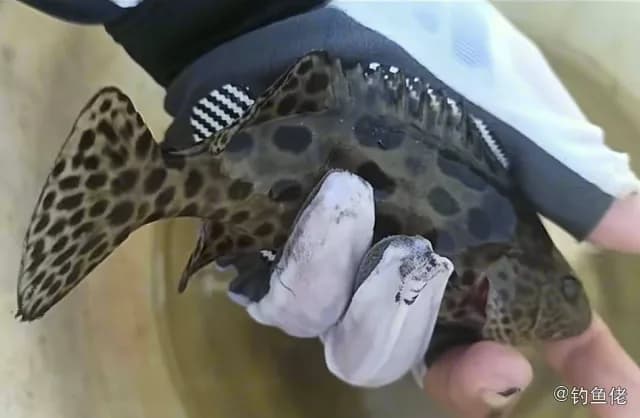 蜂巢石斑鱼钓获 6kg