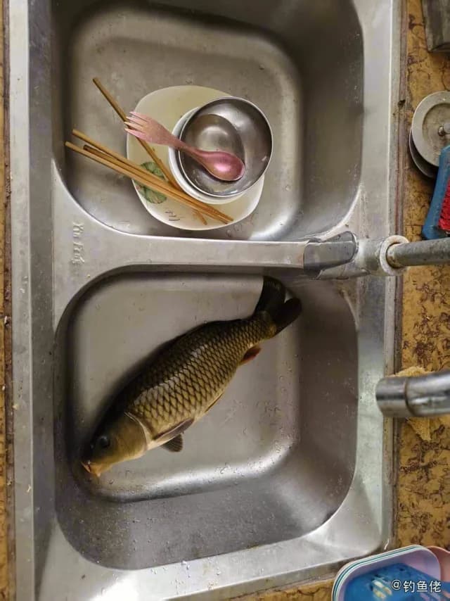 鲤鱼钓获 6kg