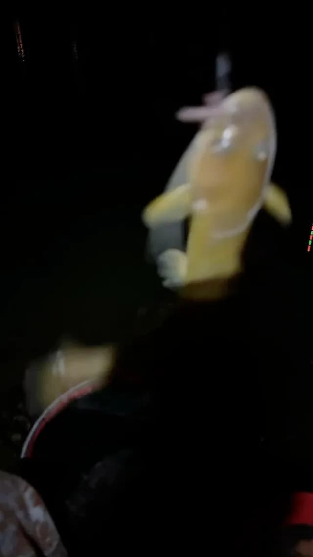 中国少鳞鳜钓获 