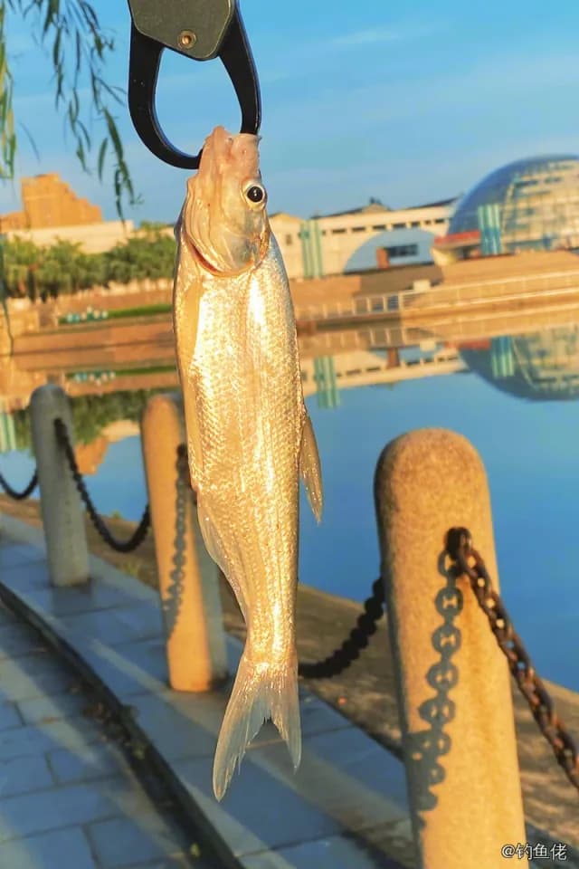 翘嘴鲌钓获 1kg