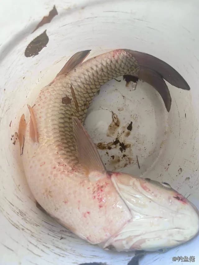 草鱼钓获 4.7kg