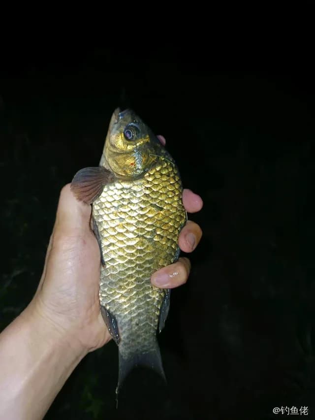 鲫鱼钓获 0.45kg