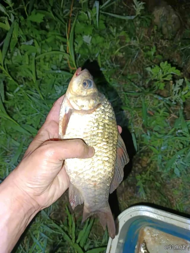 鲫鱼钓获 0.45kg