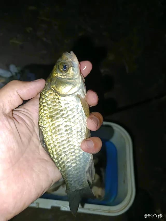 鲫鱼钓获 0.45kg