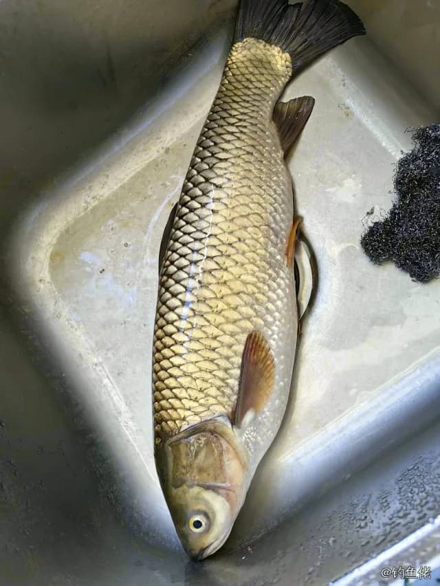草鱼钓获 2.6kg