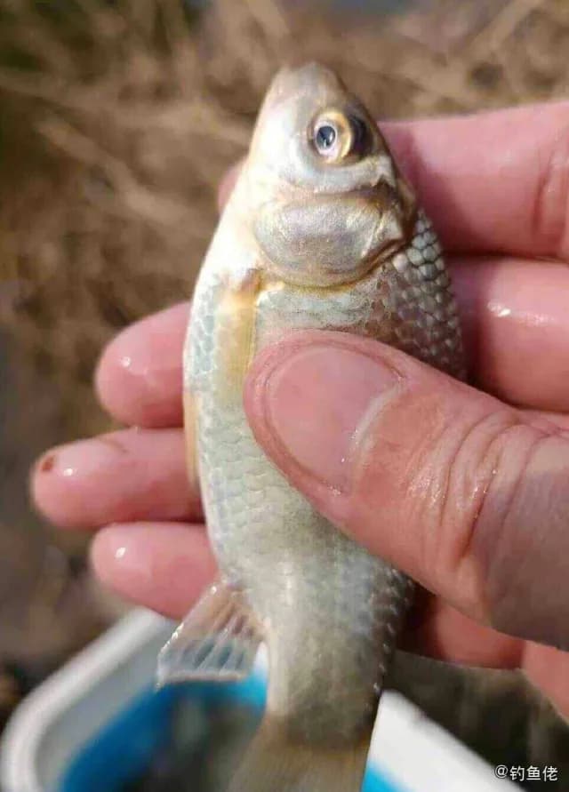 鲫鱼钓获 0.45kg