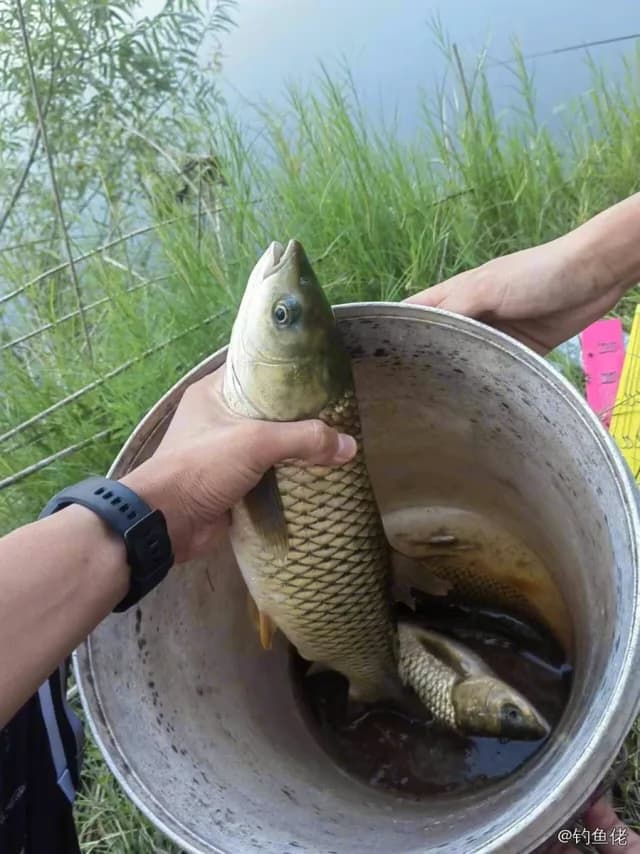 草鱼钓获 3.4kg